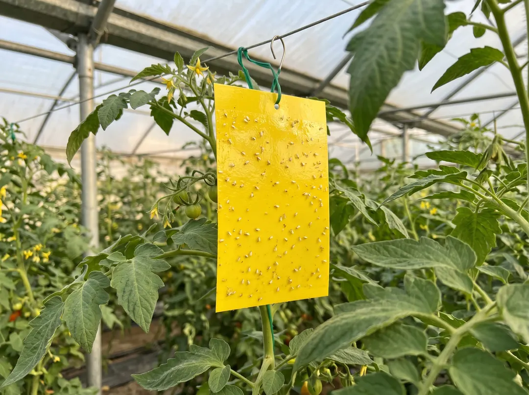 Piège englué jaune suspendu parmi des tomates de serre pour capturer les aleurodes