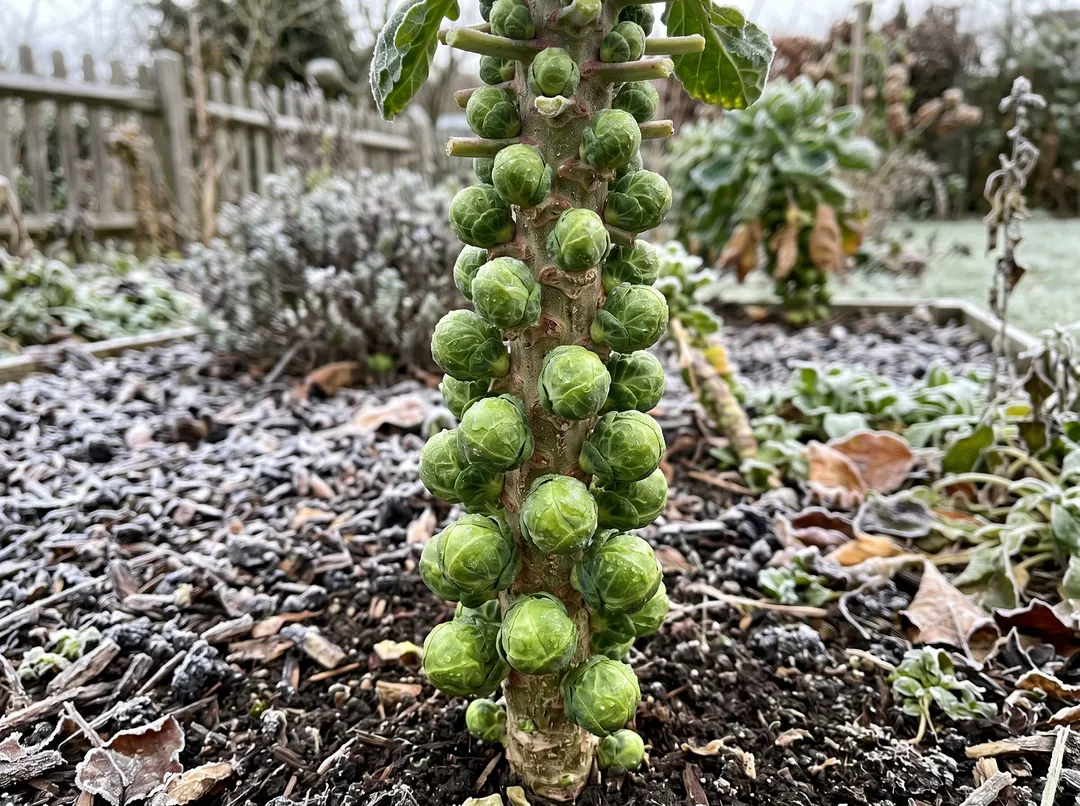 Chou de Bruxelles