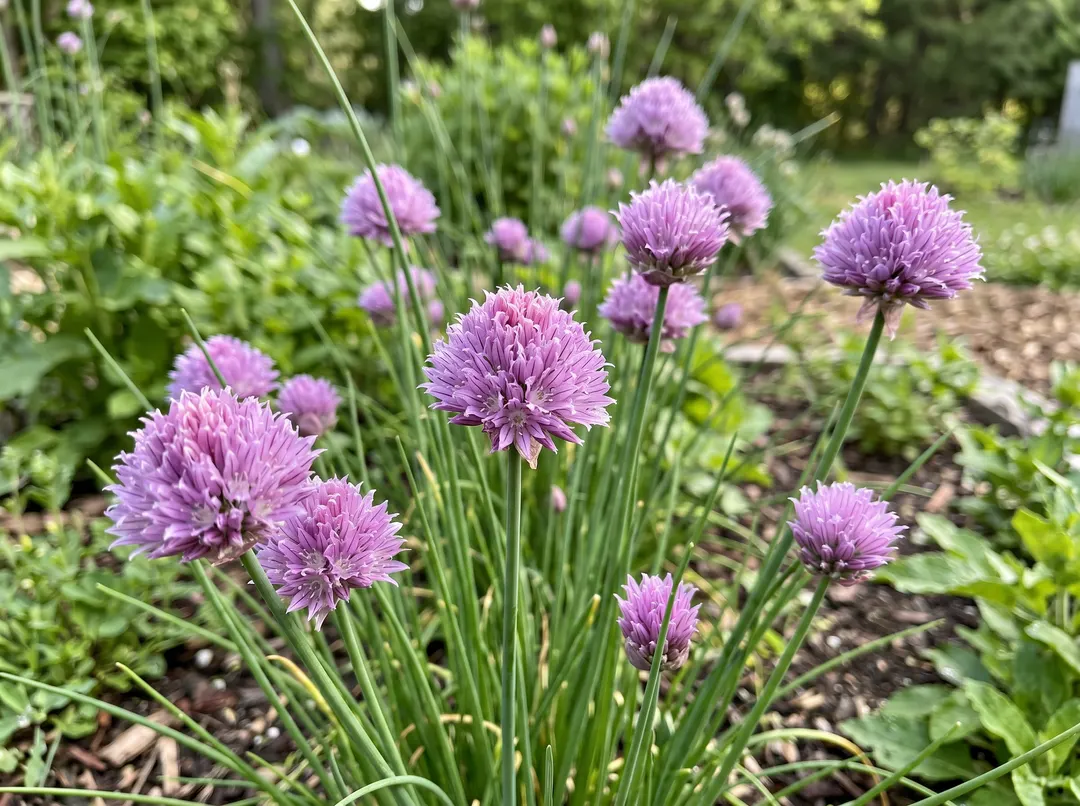 Ciboulette en fleurs