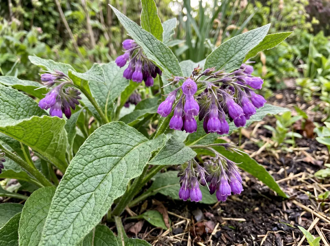 Grandes feuilles de consoude et fleurs violettes au jardin