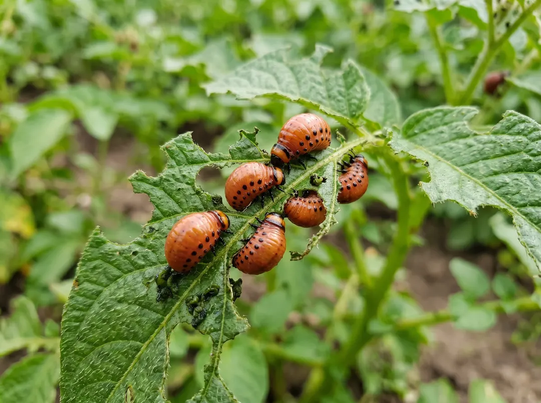 Larves orange de doryphore dévorant le feuillage d'une pomme de terre