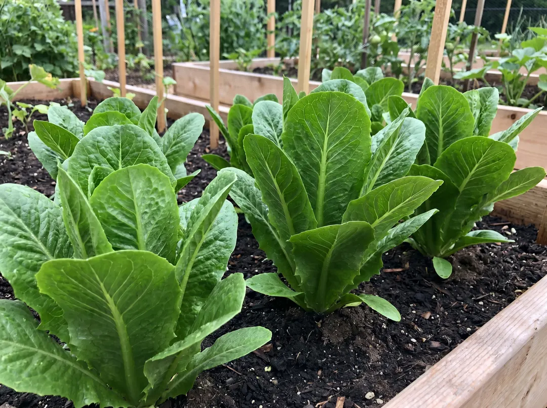 Laitue romaine