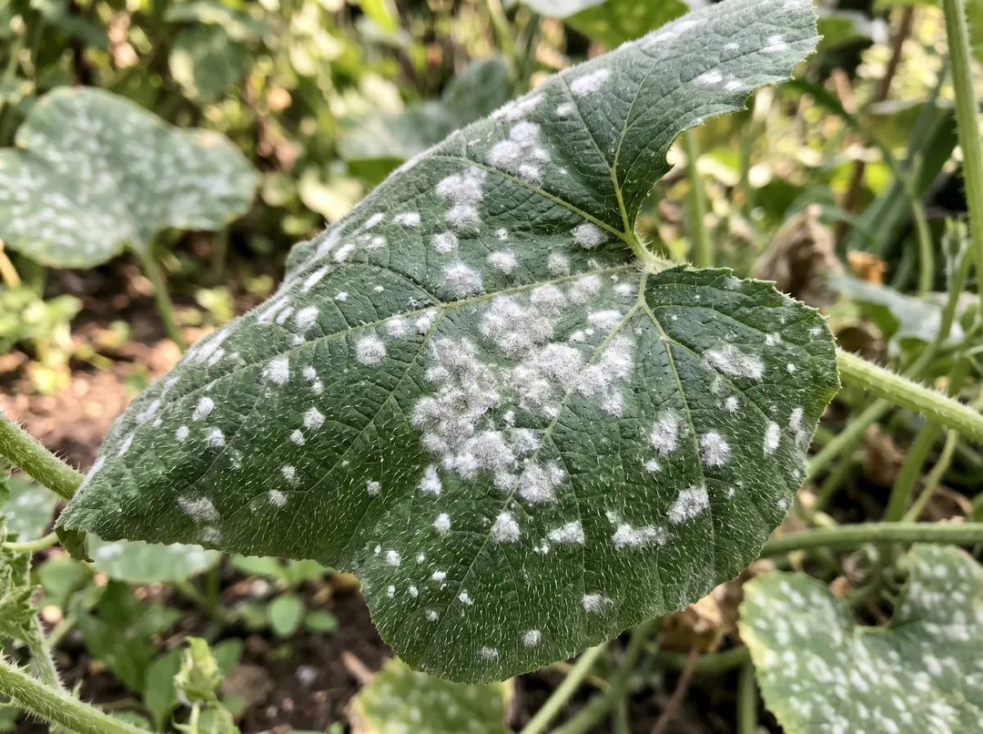 Feuille de courge avec taches d'oïdium blanc qui s'étendent