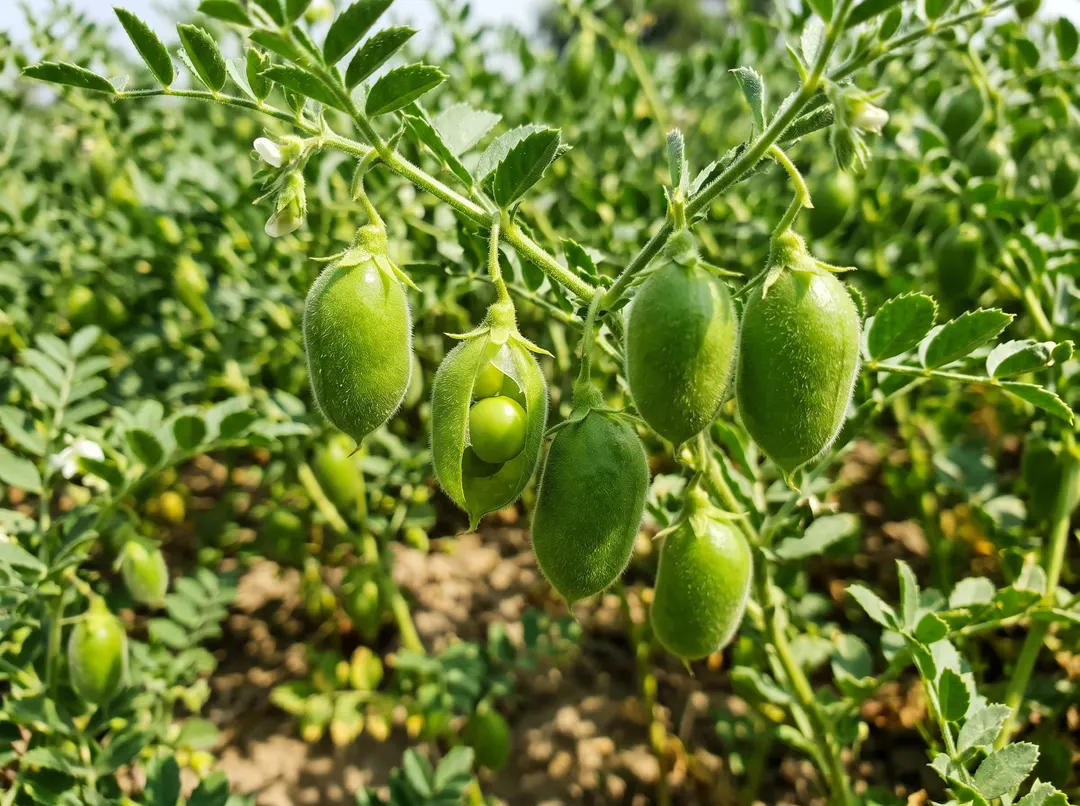 Gousses sur le plant