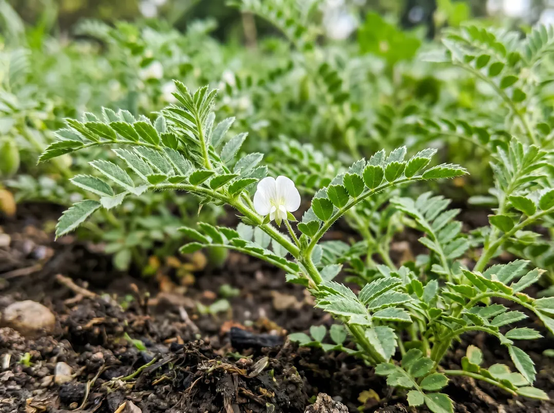 Floraison