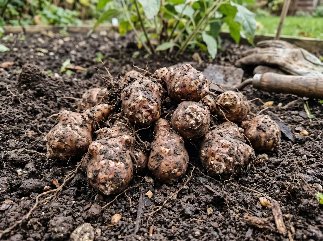 Tubercules récoltés